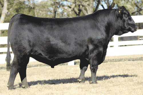 Summit Genetics